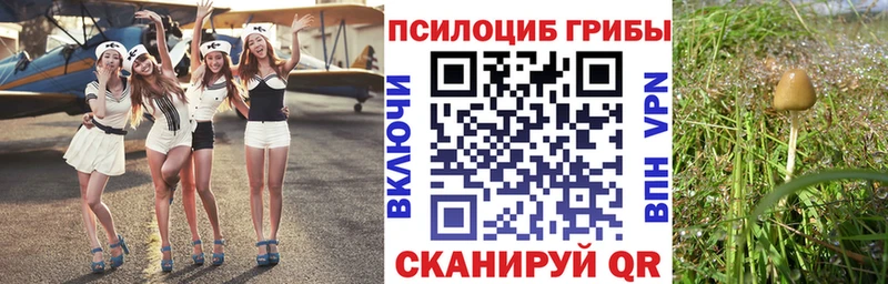 Псилоцибиновые грибы Psilocybine cubensis  Лысково 